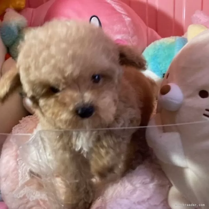 ID：2412-04553の子犬