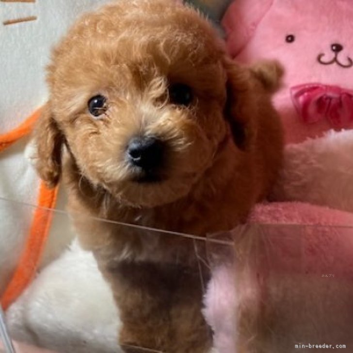 ブリーダー画像