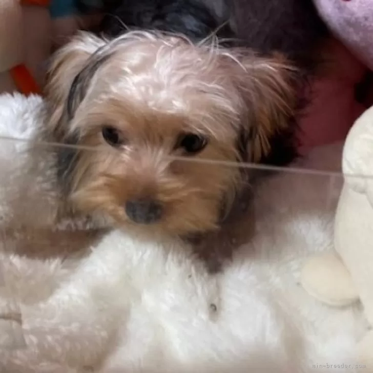 ID：2506-05206の子犬