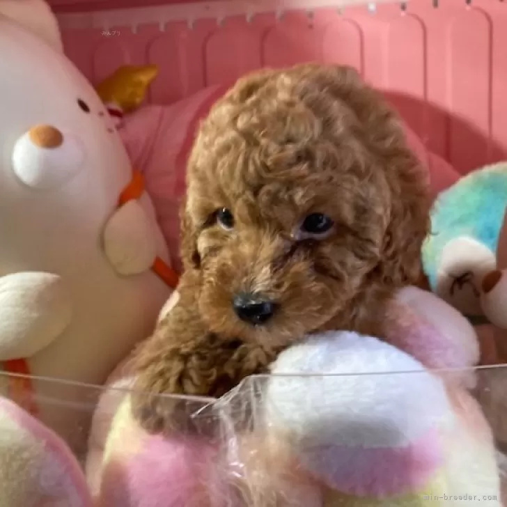 ID:2412-03299の子犬