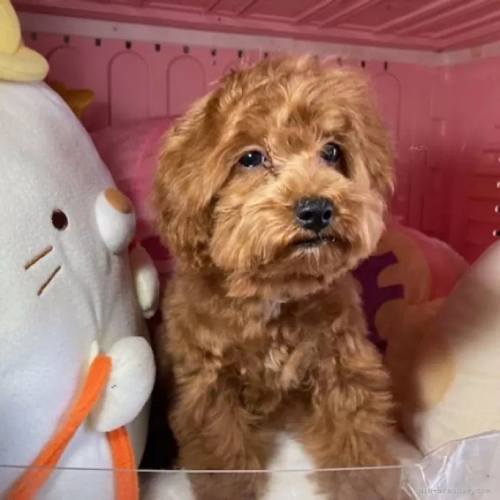 ID：2411-05662の子犬