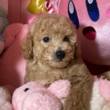 トイプードル(トイ)【富山県・男の子・2025年9月8日・アプリ】の写真「かわいい男の子」