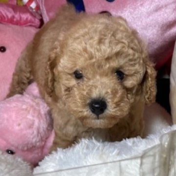 トイプードル(トイ)【富山県・男の子・2025年9月21日・アプリ】の写真「かわいい男の子」