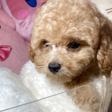 トイプードル(トイ)【富山県・男の子・2025年7月14日・アプリ】の写真「毛量のある子たちです」