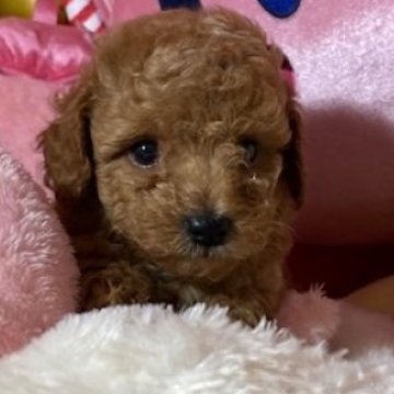 トイプードル(トイ)【富山県・男の子・2025年9月8日・レッド】の写真「毛量のある子たちです」