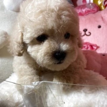トイプードル(トイ)【富山県・男の子・2025年7月14日・クリーム】の写真「毛量のある子たちです」