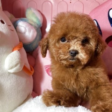 トイプードル(トイ)【富山県・女の子・2025年5月14日・レッド】の写真「すくすく育ってます可愛い女の子です。」
