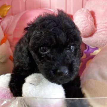 トイプードル(トイ)【富山県・男の子・2025年4月2日・ブラック】の写真「すくすく育ってます可愛い男の子です。」