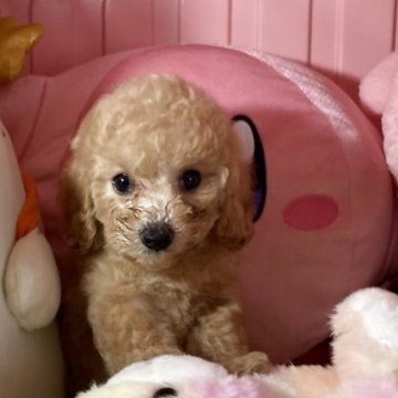 トイプードル(トイ)【富山県・男の子・2025年3月26日・クリーム】の写真「すくすく育って毛量のある可愛い男の子です。」