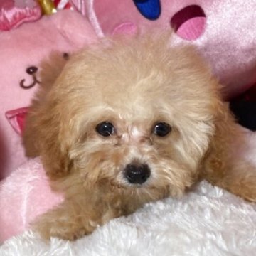 トイプードル(トイ)【富山県・女の子・2025年5月14日・アプリコット】の写真「すくすく育ってます可愛い女の子です。」