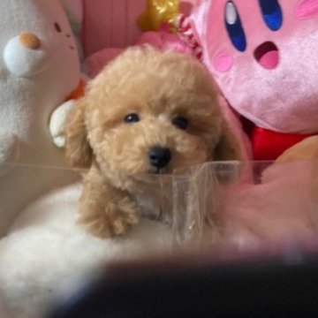 トイプードル(トイ)【富山県・男の子・2025年9月21日・アプリ】の写真「かわいい男の子」