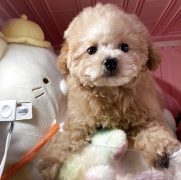 トイプードル(トイ)【富山県・女の子・2025年2月3日・クリーム】の写真「すくすく育ってます可愛い女の子です。」