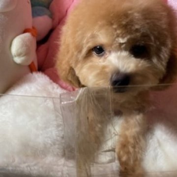 トイプードル(トイ)【富山県・女の子・2025年7月14日・レッド】の写真「毛量のある子たちです」