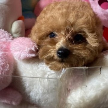 トイプードル(トイ)【富山県・男の子・2025年7月14日・レッド】の写真「毛量のある子たちです」