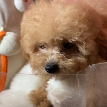 トイプードル(トイ)【富山県・男の子・2025年7月14日・レッド】の写真「毛量のある子たちです」