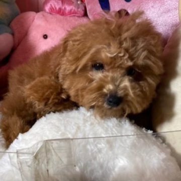 トイプードル(トイ)【富山県・男の子・2025年7月14日・レッド】の写真「毛量のある子たちです」
