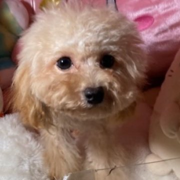 トイプードル(トイ)【富山県・女の子・2025年5月14日・アプリコット】の写真「すくすく育ってます可愛い女の子です。」