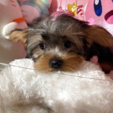 ヨークシャーテリア【富山県・女の子・2025年5月14日・スチールブルータン】の写真「すくすく育ってます可愛い女の子です。」