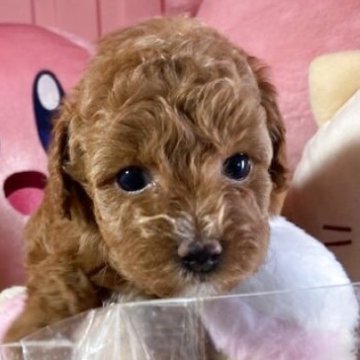 トイプードル(トイ)【富山県・女の子・2025年4月6日・アプリコット】の写真「すくすく育ってます可愛い女の子です。」