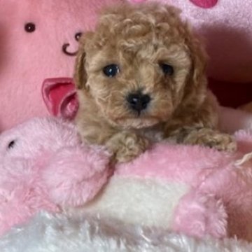 ビションプー(トイプードル×ビションフリーゼ)【富山県・女の子・2025年10月1日・クリーム】の写真「かわいい女の子」