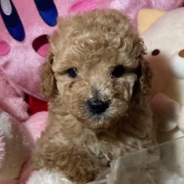 トイプードル(トイ)【富山県・男の子・2025年9月8日・アプリ】の写真「毛量のある子たちです」
