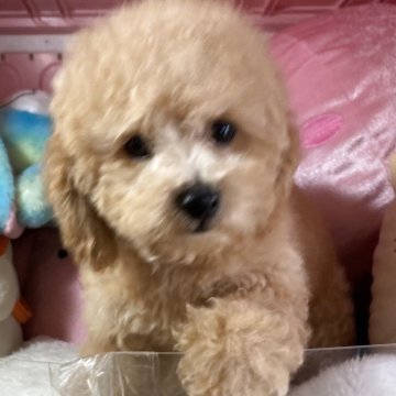 トイプードル(トイ)【富山県・男の子・2025年3月26日・クリーム】の写真「すくすく育って毛量のある可愛い男の子です。」