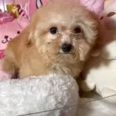 トイプードル(トイ)