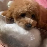 トイプードル(トイ)