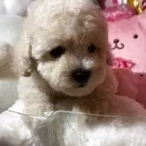 トイプードル(トイ)