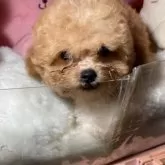 トイプードル(トイ)