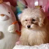 トイプードル(トイ)