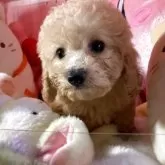 トイプードル(トイ)