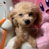 トイプードル(トイ)