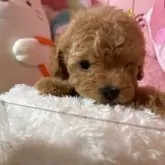 トイプードル(トイ)