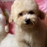 トイプードル(トイ)