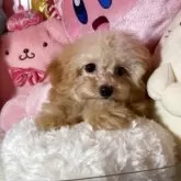 トイプードル(トイ)