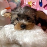 ヨークシャーテリア