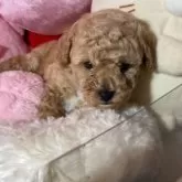 トイプードル(トイ)