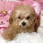トイプードル(トイ)