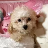 トイプードル(トイ)