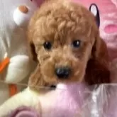 トイプードル(トイ)
