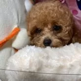 トイプードル(トイ)