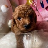 トイプードル(トイ)