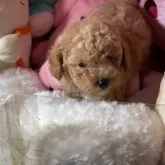 トイプードル(トイ)【富山県・男の子・2025年9月21日・アプリ】の写真2
