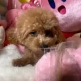 トイプードル(トイ)【富山県・男の子・2025年7月14日・レッド】の写真2