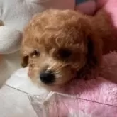 トイプードル(トイ)【富山県・男の子・2025年9月8日・レッド】の写真4