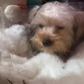 ヨークシャーテリア【富山県・男の子・2025年5月14日・スチールブルータン1】の写真4