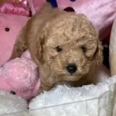 トイプードル(トイ)【富山県・男の子・2025年9月21日・アプリ】の写真5