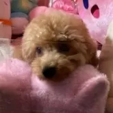 トイプードル(トイ)【富山県・男の子・2025年7月14日・レッド】の写真5