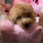 トイプードル(トイ)【富山県・男の子・2025年7月14日・レッド】の写真6